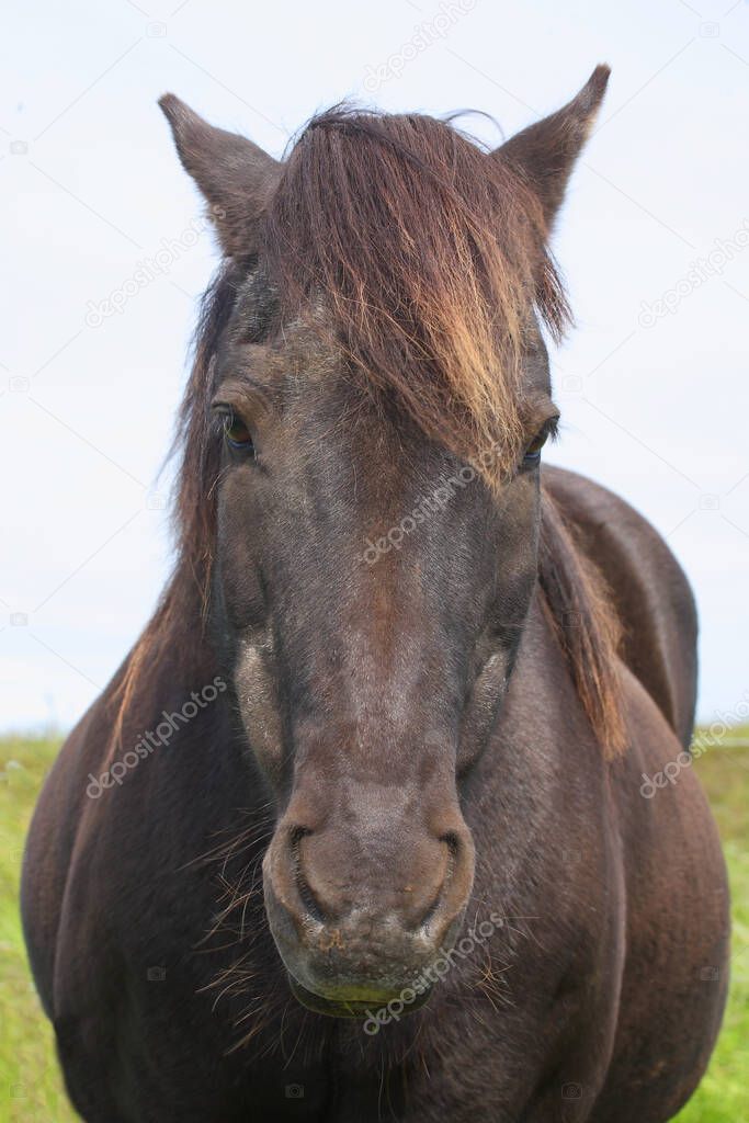 Icelandic horse at wild nature, daytime view 