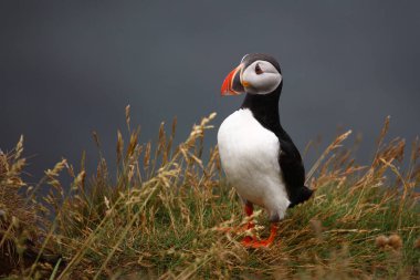 Vahşi doğada Atlantik martısı, gündüz görüşü 