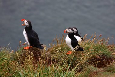 Vahşi doğada Atlantik martıları, gündüz görüşü  