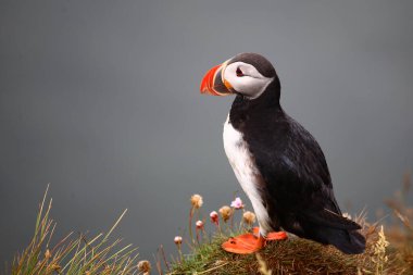 Vahşi doğada Atlantik martısı, gündüz görüşü 