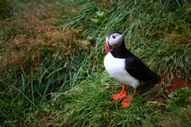 Vahşi doğada Atlantik martısı, gündüz görüşü 