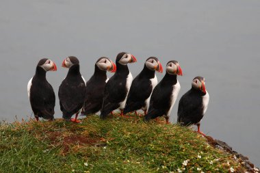 Atlantic puffins at wild nature, daytime view   clipart