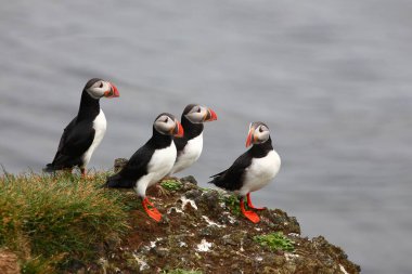 Vahşi doğada Atlantik martıları, gündüz görüşü  