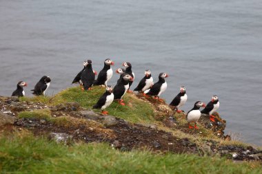 Vahşi doğada Atlantik martıları, gündüz görüşü  