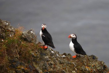Vahşi doğada Atlantik martıları, gündüz görüşü  