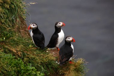 Vahşi doğada Atlantik martıları, gündüz görüşü  