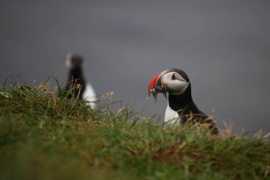 Vahşi doğada Atlantik martıları, gündüz görüşü  