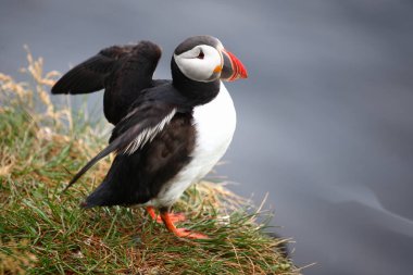 Vahşi doğada Atlantik martısı, gündüz görüşü 