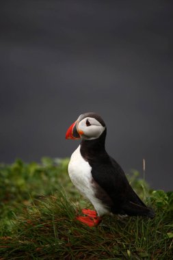 Vahşi doğada Atlantik martısı, gündüz görüşü 