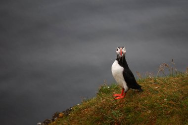 Vahşi doğada Atlantik martısı, gündüz görüşü 
