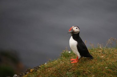 Vahşi doğada Atlantik martısı, gündüz görüşü 