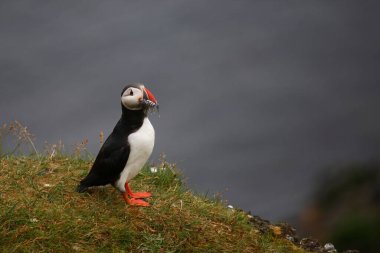 Vahşi doğada Atlantik martısı, gündüz görüşü 