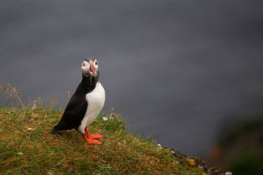 Vahşi doğada Atlantik martısı, gündüz görüşü 