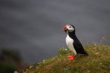 Vahşi doğada Atlantik martısı, gündüz görüşü 