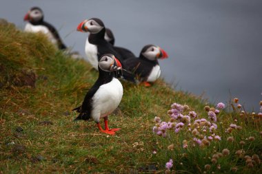 Vahşi doğada Atlantik martıları, gündüz görüşü  