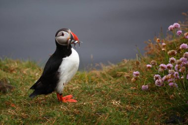 Vahşi doğada Atlantik martısı, gündüz görüşü 