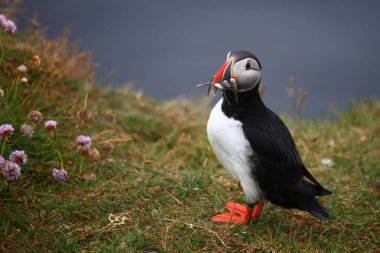 Vahşi doğada Atlantik martısı, gündüz görüşü 