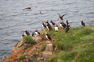 Vahşi doğada Atlantik martıları, gündüz görüşü  