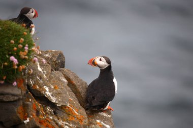 Vahşi doğada Atlantik martısı, gündüz görüşü 