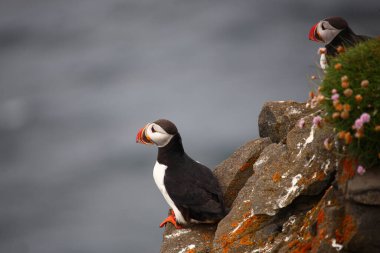 Vahşi doğada Atlantik martıları, gündüz görüşü  