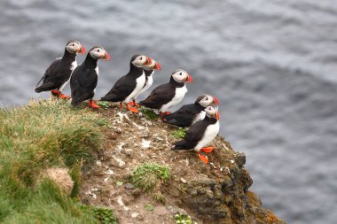 Vahşi doğada Atlantik martıları, gündüz görüşü  
