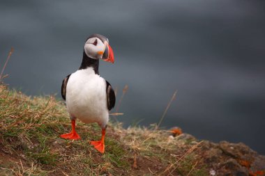Vahşi doğada Atlantik martısı, gündüz görüşü 