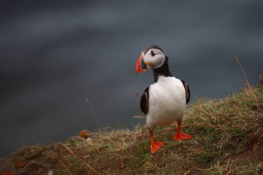 Vahşi doğada Atlantik martısı, gündüz görüşü 