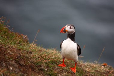 Vahşi doğada Atlantik martısı, gündüz görüşü 