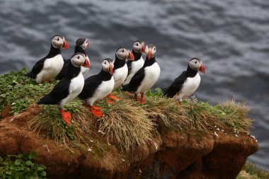Vahşi doğada Atlantik martıları, gündüz görüşü  
