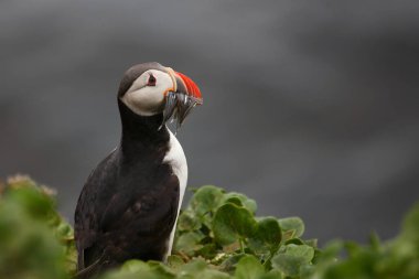 Vahşi doğada Atlantik martısı, gündüz görüşü 