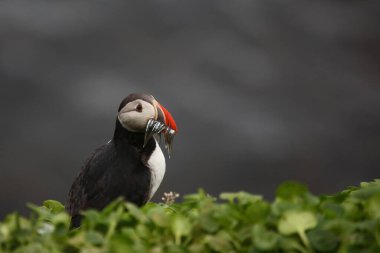 Vahşi doğada Atlantik martısı, gündüz görüşü 