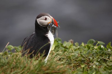 Vahşi doğada Atlantik martısı, gündüz görüşü 