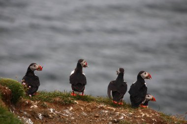 Vahşi doğada Atlantik martıları, gündüz görüşü  