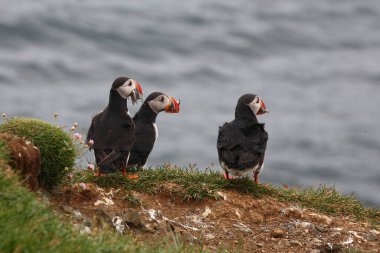 Vahşi doğada Atlantik martıları, gündüz görüşü  