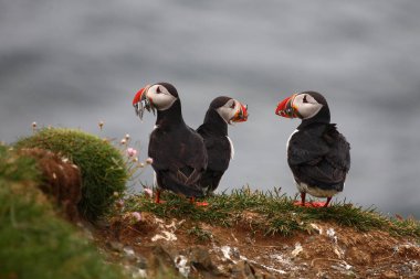 Vahşi doğada Atlantik martıları, gündüz görüşü  