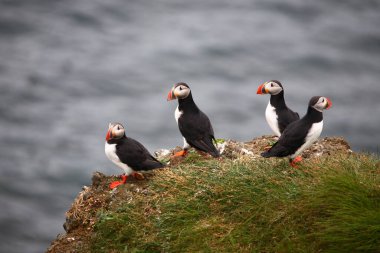 Vahşi doğada Atlantik martıları, gündüz görüşü  