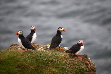 Vahşi doğada Atlantik martıları, gündüz görüşü  
