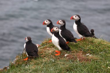 Vahşi doğada Atlantik martıları, gündüz görüşü  