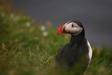 Vahşi doğada Atlantik martısı, gündüz görüşü 