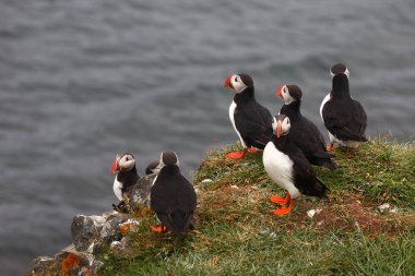 Vahşi doğada Atlantik martıları, gündüz görüşü  