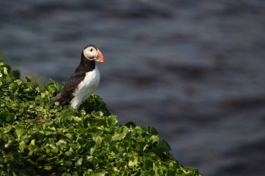 Vahşi doğada Atlantik martısı, gündüz görüşü 