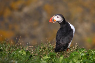 Vahşi doğada Atlantik martısı, gündüz görüşü 