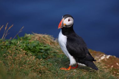 Vahşi doğada Atlantik martısı, gündüz görüşü 