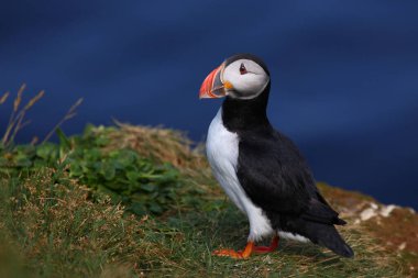 Vahşi doğada Atlantik martısı, gündüz görüşü 