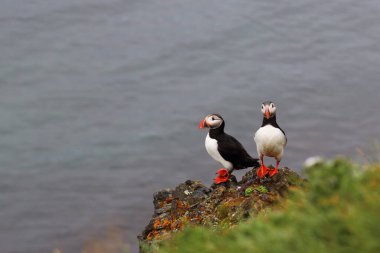 Vahşi doğada Atlantik martıları, gündüz görüşü  