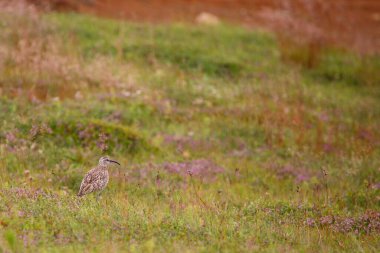 Vahşi doğada Avrasya esintisi 