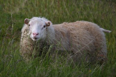 Gündüz vakti dağlarda otlayan koyunlar 