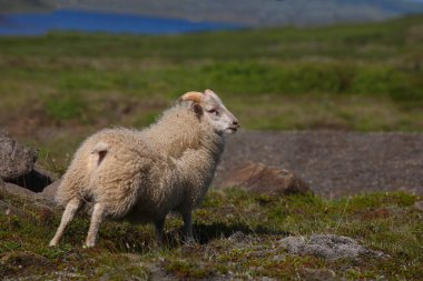 Gündüz vakti dağlarda otlayan koyun sürüsü 