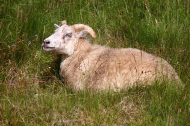 Gündüz vakti dağlarda otlayan koyunlar 
