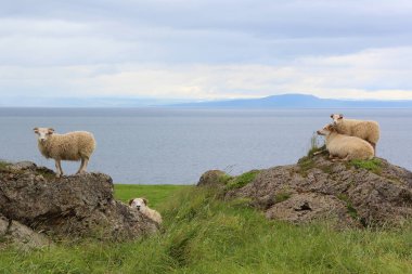 Gündüz vakti dağlarda otlayan koyun sürüsü 